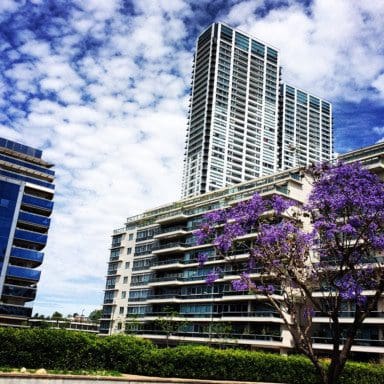 Jacaranda in Buenos Aires